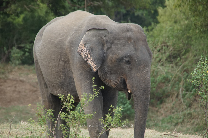 0410Safari9月-27