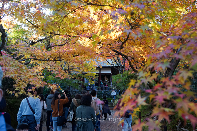 1113常寂光寺11月-9