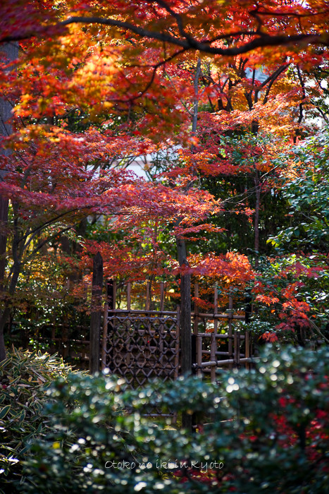 1117妙心寺11月-14