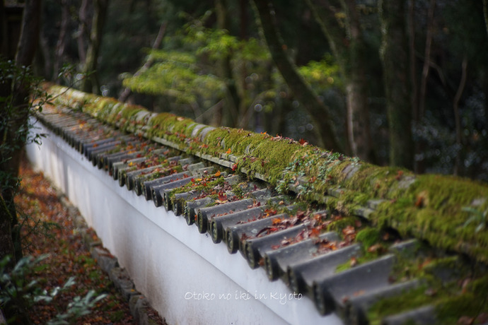1214Kyoto11月-39