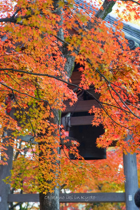 1113常寂光寺11月-17