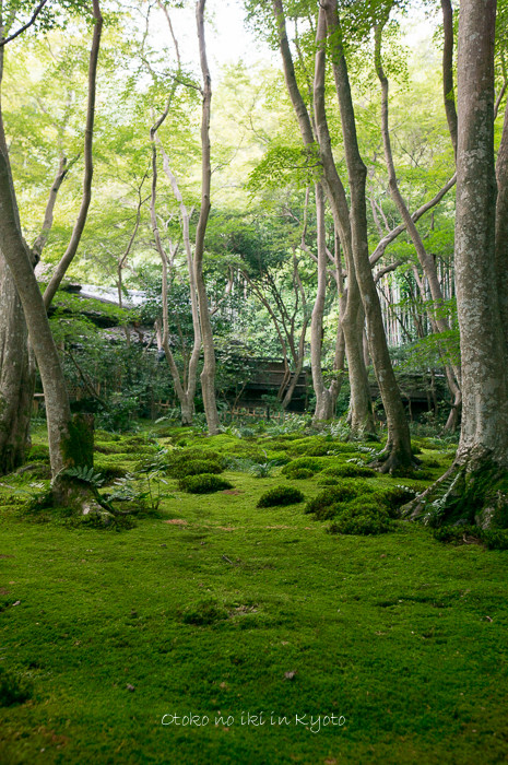 0825祇王寺8月-10