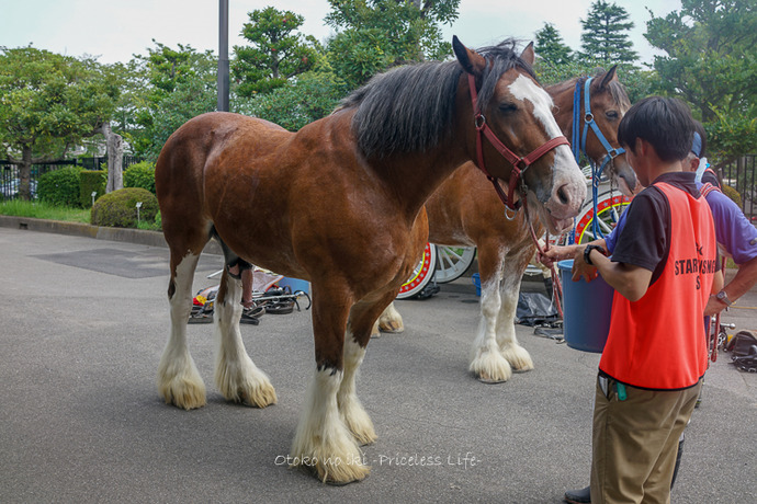 0813東京肉合戦8月-1