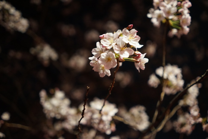0401桜6