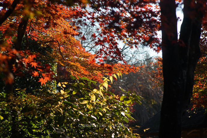1116退蔵院11月-28