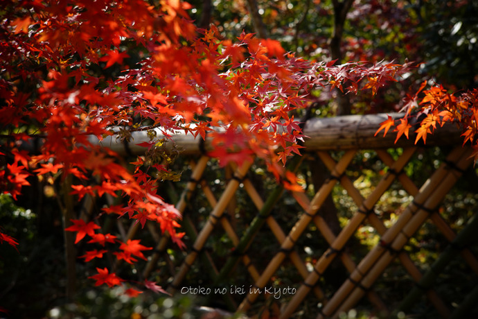 1121光悦寺11月-11