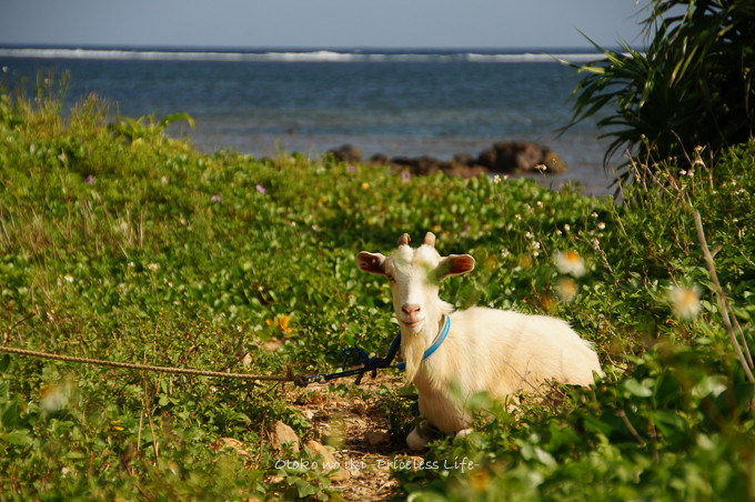 0513iriomote29月-9
