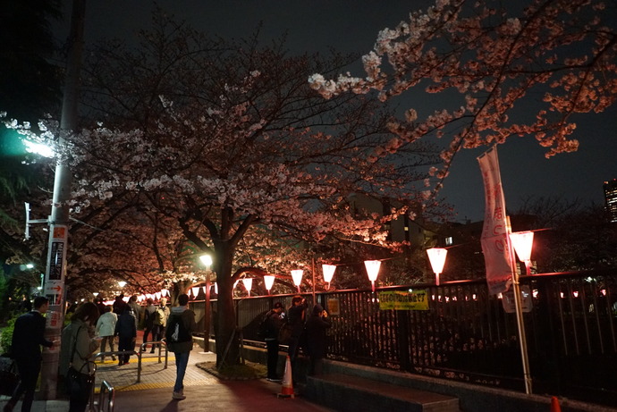 0401桜4