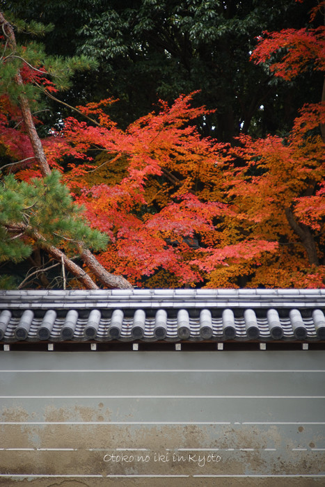 1120仁和寺11月-4