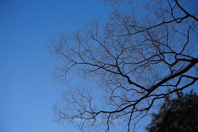 0329京都3月-40