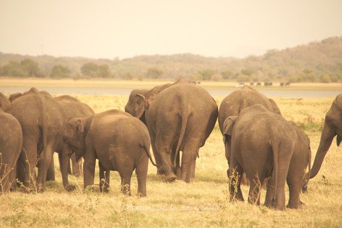 0410Safari9月-19