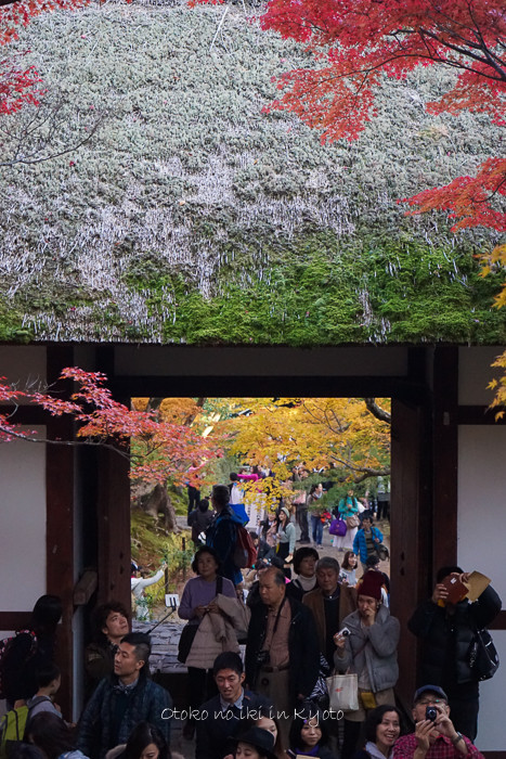 1113常寂光寺11月-14