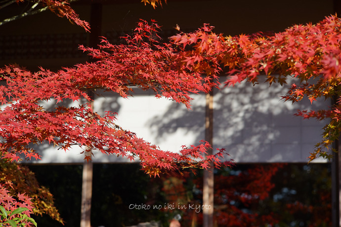 1116退蔵院11月-17