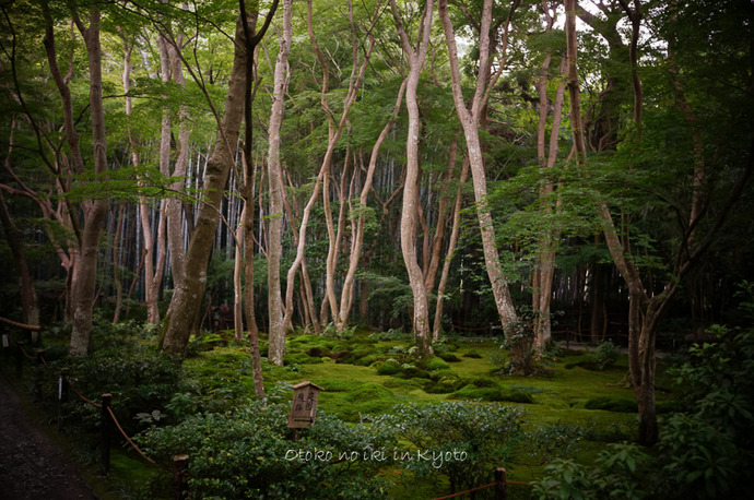 0825祇王寺8月-5