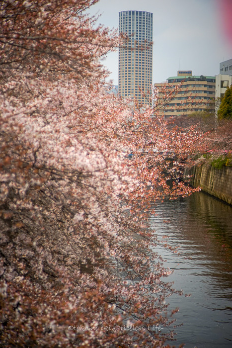 桜2019-2