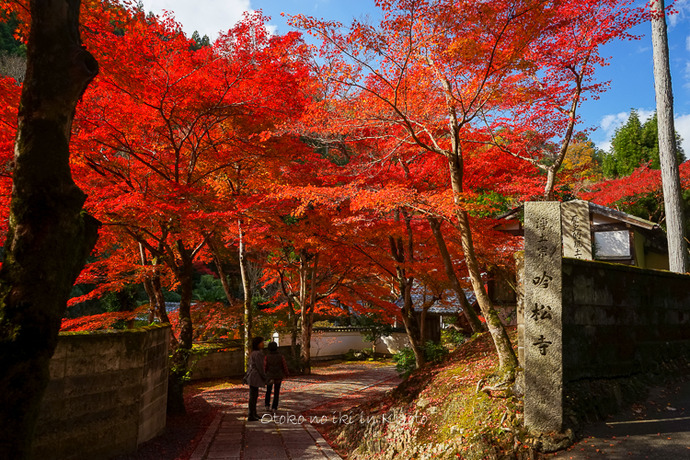 1121光悦寺11月-3