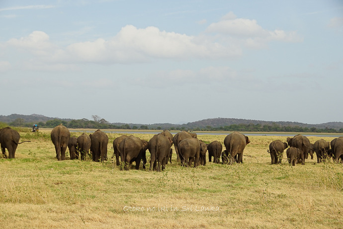 0410Safari9月-17