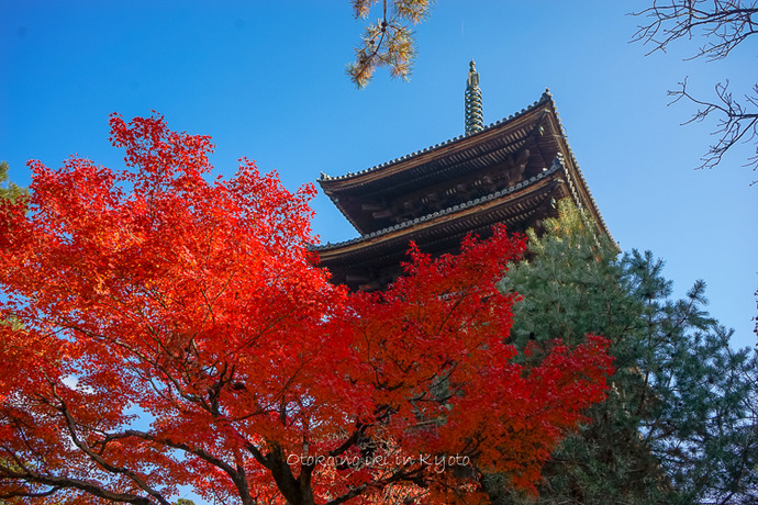 1120仁和寺11月-29
