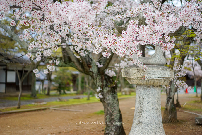 0407京都4月-94