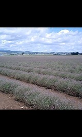 17d73544.jpg