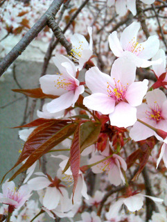 IMAG5424