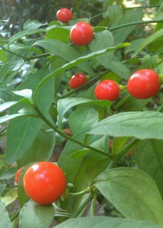 b6e5a100.jpg