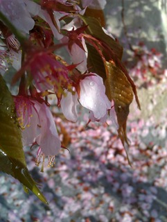 IMAG5437