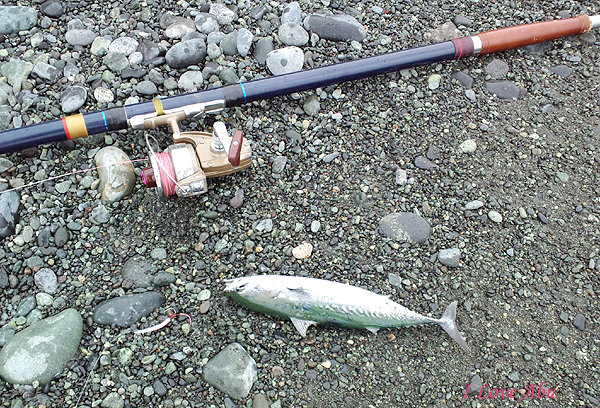投げ釣り投げ竿グラスロッドのなまこ竿★彡