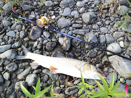 パガーニで これ釣るん???( ̄∀ ̄)