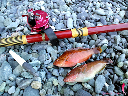 サクラの日本号で釣れた!!(≧∇≦)