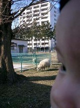めぇー