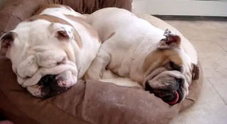 snoringBulldogs