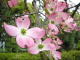 花水木