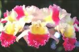 ラン orchid