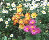菊
