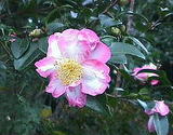 山茶花