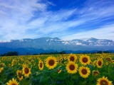 IMG_6246