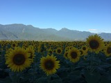 IMG_6444