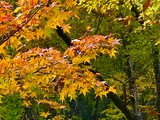 IMG_E1635