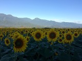 IMG_6433