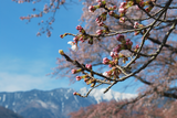 160406_sanehara-03