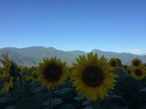 IMG_6440