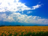 IMG_6726