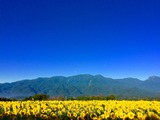 IMG_6477