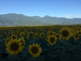 IMG_6445