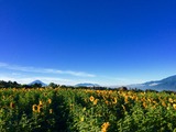 IMG_6474