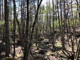 IMG_2471_1