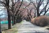 160406_sanehara-01
