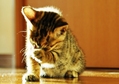 neko