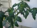 tomato